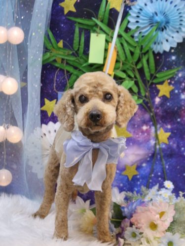 20250710ノンくん